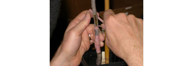 Propagation using budding